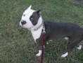 /album/photogallery/dogs-012-jpg/